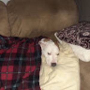 Meet your Posher, Travis